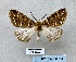  (Mohacolora - BC_ZSM_Lep_116298)  @11 [ ] by-nc-sa (2024) SNSB, Staatliche Naturwissenschaftliche Sammlungen Bayerns ZSM (SNSB, Zoologische Staatssammlung Muenchen)