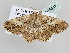  ( - BC ZSM Lep 105347)  @11 [ ] CreativeCommons - Attribution Non-Commercial Share-Alike (2019) SNSB, Staatliche Naturwissenschaftliche Sammlungen Bayerns ZSM (SNSB, Zoologische Staatssammlung Muenchen)