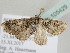  (Eupithecia dilucidaAH07Tz - BC ZSM Lep 105429)  @11 [ ] CreativeCommons - Attribution Non-Commercial Share-Alike (2019) SNSB, Staatliche Naturwissenschaftliche Sammlungen Bayerns ZSM (SNSB, Zoologische Staatssammlung Muenchen)