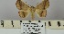  (Prominea amaniensis - BC ZSM Lep 106380)  @11 [ ] CreativeCommons - Attribution Non-Commercial Share-Alike (2019) SNSB, Staatliche Naturwissenschaftliche Sammlungen Bayerns ZSM (SNSB, Zoologische Staatssammlung Muenchen)