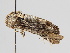  ( - BC ZSM Lep 105909)  @11 [ ] CreativeCommons - Attribution Non-Commercial Share-Alike (2019) SNSB, Staatliche Naturwissenschaftliche Sammlungen Bayerns ZSM (SNSB, Zoologische Staatssammlung Muenchen)