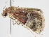  ( - BC ZSM Lep 105933)  @11 [ ] CreativeCommons - Attribution Non-Commercial Share-Alike (2019) SNSB, Staatliche Naturwissenschaftliche Sammlungen Bayerns ZSM (SNSB, Zoologische Staatssammlung Muenchen)