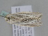  ( - BC ZSM Lep 106078)  @11 [ ] CreativeCommons - Attribution Non-Commercial Share-Alike (2019) SNSB, Staatliche Naturwissenschaftliche Sammlungen Bayerns ZSM (SNSB, Zoologische Staatssammlung Muenchen)