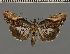  (Lophoptera conspicua - BC ZSM Lep 104670)  @11 [ ] CreativeCommons - Attribution Non-Commercial Share-Alike (2019) SNSB, Staatliche Naturwissenschaftliche Sammlungen Bayerns ZSM (SNSB, Zoologische Staatssammlung Muenchen)