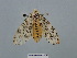  ( - BC ZSM Lep 106872)  @13 [ ] CreativeCommons - Attribution Non-Commercial Share-Alike (2019) SNSB, Staatliche Naturwissenschaftliche Sammlungen Bayerns ZSM (SNSB, Zoologische Staatssammlung Muenchen)