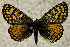  (Melitaea asteroida - BC ZSM Lep 106880)  @15 [ ] CreativeCommons - Attribution Non-Commercial Share-Alike (2019) SNSB, Staatliche Naturwissenschaftliche Sammlungen Bayerns ZSM (SNSB, Zoologische Staatssammlung Muenchen)