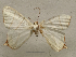  (Ourapteryx MS05 - BC ZSM Lep 106353)  @11 [ ] by-nc-sa (2020) SNSB, Staatliche Naturwissenschaftliche Sammlungen Bayerns ZSM (SNSB, Zoologische Staatssammlung Muenchen)