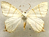  (Ourapteryx nr. rhabdota - BC ZSM Lep 106354)  @11 [ ] by-nc-sa (2020) SNSB, Staatliche Naturwissenschaftliche Sammlungen Bayerns ZSM (SNSB, Zoologische Staatssammlung Muenchen)