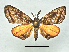  (Achrosis fulvaCT01 - BC ZSM Lep 106361)  @11 [ ] by-nc-sa (2020) SNSB, Staatliche Naturwissenschaftliche Sammlungen Bayerns ZSM (SNSB, Zoologische Staatssammlung Muenchen)