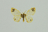  (Microplutodes exochrus - BC ZSM Lep 111867)  @11 [ ] by-nc-sa (2020) SNSB, Staatliche Naturwissenschaftliche Sammlungen Bayerns ZSM (SNSB, Zoologische Staatssammlung Muenchen)