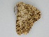  (Racotis angulosaGL15 - BC ZSM Lep 112640)  @11 [ ] by-nc-sa (2020) SNSB, Staatliche Naturwissenschaftliche Sammlungen Bayerns ZSM (SNSB, Zoologische Staatssammlung Muenchen)