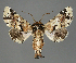  (Eutelia amatrix exquisita - BC ZSM Lep 111981)  @11 [ ] by-nc-sa (2021) SNSB, Staatliche Naturwissenschaftliche Sammlungen Bayerns ZSM (SNSB, Zoologische Staatssammlung Muenchen)