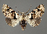  (Eutelia ocellaria - BC ZSM Lep 111999)  @11 [ ] by-nc-sa (2021) SNSB, Staatliche Naturwissenschaftliche Sammlungen Bayerns ZSM (SNSB, Zoologische Staatssammlung Muenchen)