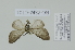  (Haemachrosis innocua - BC ZSM Lep 112967)  @11 [ ] by-nc-sa (2021) SNSB, Staatliche Naturwissenschaftliche Sammlungen Bayerns ZSM (SNSB, Zoologische Staatssammlung Muenchen)