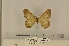  (Racotis albitrigonis - BC ZSM Lep 112979)  @11 [ ] by-nc-sa (2021) SNSB, Staatliche Naturwissenschaftliche Sammlungen Bayerns ZSM (SNSB, Zoologische Staatssammlung Muenchen)