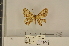  ( - BC ZSM Lep 112988)  @11 [ ] by-nc-sa (2021) SNSB, Staatliche Naturwissenschaftliche Sammlungen Bayerns ZSM (SNSB, Zoologische Staatssammlung Muenchen)