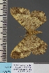  (Racotis angulosaDS01 - BC ZSM Lep 113007)  @11 [ ] by-nc-sa (2021) SNSB, Staatliche Naturwissenschaftliche Sammlungen Bayerns ZSM (SNSB, Zoologische Staatssammlung Muenchen)