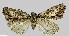  (Cryphia claudiae - BC ZSM Lep 113034)  @11 [ ] by-nc-sa (2021) SNSB, Staatliche Naturwissenschaftliche Sammlungen Bayerns ZSM (SNSB, Zoologische Staatssammlung Muenchen)