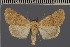  (Lucasidia phenax - BC ZSM Lep 113158)  @11 [ ] by-nc-sa (2021) SNSB, Staatliche Naturwissenschaftliche Sammlungen Bayerns ZSM (SNSB, Zoologische Staatssammlung Muenchen)