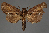  (Anigraea siccata - BC ZSM Lep 113315)  @11 [ ] by-nc-sa (2021) SNSB, Staatliche Naturwissenschaftliche Sammlungen Bayerns ZSM (SNSB, Zoologische Staatssammlung Muenchen)