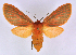 (Metarctia lateritia groupAV6400 - BC ZSM Lep 113328)  @11 [ ] by-nc-sa (2021) SNSB, Staatliche Naturwissenschaftliche Sammlungen Bayerns ZSM (SNSB, Zoologische Staatssammlung Muenchen)