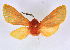  (Metarctia lateritia groupAV4378 - BC ZSM Lep 113331)  @11 [ ] by-nc-sa (2021) SNSB, Staatliche Naturwissenschaftliche Sammlungen Bayerns ZSM (SNSB, Zoologische Staatssammlung Muenchen)