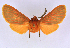  (Metarctia lateritia groupAV4369 - BC ZSM Lep 113332)  @11 [ ] by-nc-sa (2021) SNSB, Staatliche Naturwissenschaftliche Sammlungen Bayerns ZSM (SNSB, Zoologische Staatssammlung Muenchen)