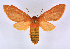  (Metarctia lateritia groupAV6410 - BC ZSM Lep 113333)  @11 [ ] by-nc-sa (2021) SNSB, Staatliche Naturwissenschaftliche Sammlungen Bayerns ZSM (SNSB, Zoologische Staatssammlung Muenchen)