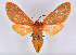  (Metarctia lateritia groupAV6401 - BC ZSM Lep 113334)  @11 [ ] by-nc-sa (2021) SNSB, Staatliche Naturwissenschaftliche Sammlungen Bayerns ZSM (SNSB, Zoologische Staatssammlung Muenchen)