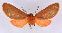  (Metarctia lateritia groupAV4402 - BC ZSM Lep 113343)  @11 [ ] by-nc-sa (2021) SNSB, Staatliche Naturwissenschaftliche Sammlungen Bayerns ZSM (SNSB, Zoologische Staatssammlung Muenchen)