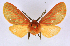  (Metarctia lateritia groupAV4368 - BC ZSM Lep 113348)  @11 [ ] by-nc-sa (2021) SNSB, Staatliche Naturwissenschaftliche Sammlungen Bayerns ZSM (SNSB, Zoologische Staatssammlung Muenchen)