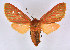  (Metarctia lateritia groupAV6405 - BC ZSM Lep 113358)  @11 [ ] by-nc-sa (2021) SNSB, Staatliche Naturwissenschaftliche Sammlungen Bayerns ZSM (SNSB, Zoologische Staatssammlung Muenchen)