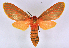  (Metarctia lateritia group6402 - BC ZSM Lep 113366)  @11 [ ] by-nc-sa (2021) SNSB, Staatliche Naturwissenschaftliche Sammlungen Bayerns ZSM (SNSB, Zoologische Staatssammlung Muenchen)
