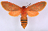  (Metarctia lateritia groupAV6403 - BC ZSM Lep 113370)  @11 [ ] by-nc-sa (2021) SNSB, Staatliche Naturwissenschaftliche Sammlungen Bayerns ZSM (SNSB, Zoologische Staatssammlung Muenchen)