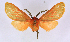  (Metarctia lateritia groupAV4367 - BC ZSM Lep 113371)  @11 [ ] by-nc-sa (2021) SNSB, Staatliche Naturwissenschaftliche Sammlungen Bayerns ZSM (SNSB, Zoologische Staatssammlung Muenchen)
