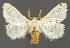  (Parapluda monogramma - BC ZSM Lep 113403)  @11 [ ] by-nc-sa (2021) SNSB, Staatliche Naturwissenschaftliche Sammlungen Bayerns ZSM (SNSB, Zoologische Staatssammlung Muenchen)