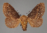  (Latoia RF31001 - BC ZSM Lep 113451)  @11 [ ] by-nc-sa (2021) SNSB, Staatliche Naturwissenschaftliche Sammlungen Bayerns ZSM (SNSB, Zoologische Staatssammlung Muenchen)