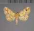  (Cerynea nigropuncta - BC ZSM Lep 113703)  @11 [ ] by-nc-sa (2021) SNSB, Staatliche Naturwissenschaftliche Sammlungen Bayerns ZSM (SNSB, Zoologische Staatssammlung Muenchen)