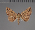  (Cerynea albivitta - BC ZSM Lep 113710)  @11 [ ] by-nc-sa (2021) SNSB, Staatliche Naturwissenschaftliche Sammlungen Bayerns ZSM (SNSB, Zoologische Staatssammlung Muenchen)