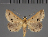  (Gesonia nigripalpa - BC ZSM Lep 113726)  @11 [ ] by-nc-sa (2021) SNSB, Staatliche Naturwissenschaftliche Sammlungen Bayerns ZSM (SNSB, Zoologische Staatssammlung Muenchen)