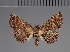  (Cerynea fascicula - BC ZSM Lep 113732)  @11 [ ] by-nc-sa (2021) SNSB, Staatliche Naturwissenschaftliche Sammlungen Bayerns ZSM (SNSB, Zoologische Staatssammlung Muenchen)