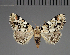  (Tegiapa melanoleuca - BC ZSM Lep 113735)  @11 [ ] by-nc-sa (2021) SNSB, Staatliche Naturwissenschaftliche Sammlungen Bayerns ZSM (SNSB, Zoologische Staatssammlung Muenchen)
