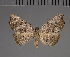 (Cautatha drepanoidea - BC ZSM Lep 113742)  @11 [ ] by-nc-sa (2021) SNSB, Staatliche Naturwissenschaftliche Sammlungen Bayerns ZSM (SNSB, Zoologische Staatssammlung Muenchen)