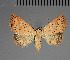  (Phytometra rufifusca - BC ZSM Lep 113748)  @11 [ ] by-nc-sa (2021) SNSB, Staatliche Naturwissenschaftliche Sammlungen Bayerns ZSM (SNSB, Zoologische Staatssammlung Muenchen)
