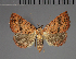  (Phytometra heliriusalis - BC ZSM Lep 113749)  @11 [ ] by-nc-sa (2021) SNSB, Staatliche Naturwissenschaftliche Sammlungen Bayerns ZSM (SNSB, Zoologische Staatssammlung Muenchen)