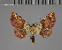  (Cerynea flavibasalis - BC ZSM Lep 113760)  @11 [ ] by-nc-sa (2021) SNSB, Staatliche Naturwissenschaftliche Sammlungen Bayerns ZSM (SNSB, Zoologische Staatssammlung Muenchen)