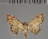  (Cerynea pusilla - BC ZSM Lep 113771)  @11 [ ] by-nc-sa (2021) SNSB, Staatliche Naturwissenschaftliche Sammlungen Bayerns ZSM (SNSB, Zoologische Staatssammlung Muenchen)