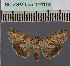  (Lophoptera arabicaPT - BC ZSM Lep 114166)  @11 [ ] by-nc-sa (2021) SNSB, Staatliche Naturwissenschaftliche Sammlungen Bayerns ZSM (SNSB, Zoologische Staatssammlung Muenchen)