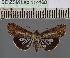  (Lophoptera umbrataDS01ST - BC ZSM Lep 114168)  @11 [ ] by-nc-sa (2021) SNSB, Staatliche Naturwissenschaftliche Sammlungen Bayerns ZSM (SNSB, Zoologische Staatssammlung Muenchen)