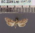  (Stenosticta griseaDS01Ke - BC ZSM Lep 114172)  @11 [ ] by-nc-sa (2021) SNSB, Staatliche Naturwissenschaftliche Sammlungen Bayerns ZSM (SNSB, Zoologische Staatssammlung Muenchen)